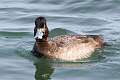 162: Duck - Lesser Scaup M3 female