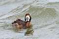 108: Duck - Lesser Scaup M3
