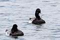 163: Duck - Lesser Scaup M4