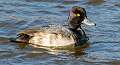 109: Duck - Lesser Scaup-1