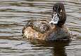 110: Duck - Lesser Scaup-2
