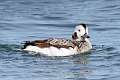 113: Duck - Long-tailed M2 juvenile