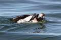 114: Duck - Long-tailed M3 female