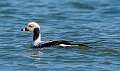 116: Duck - Long-tailed-1