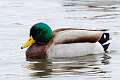 117: Duck - M1 Mallard male