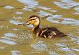 118: Duck - Mallard M2