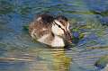119: Duck - Mallard M3