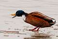 120: Duck - Mallard M4 hybrid