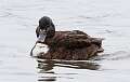 121: Duck - Mallard M5 hybrid