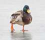 123: Duck - Mallard-1