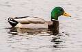 124: Duck - Mallard-2