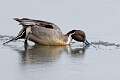 125: Duck - Northern Pintail M1 male