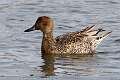 126: Duck - Northern Pintail M2 female