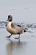 185: Duck - Northern Pintail M3 male