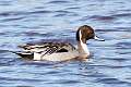 186: Duck - Northern Pintail M4