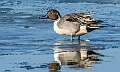 128: Duck - Northern Pintail-1