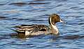 129: Duck - Northern Pintail-2