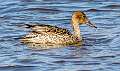 130: Duck - Northern Pintail-3