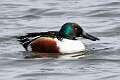 131: Duck - Northern Shoveler M1