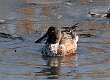 132: Duck - Northern Shoveler M2