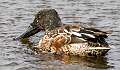 133: Duck - Northern Shoveler-1