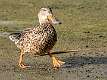 134: Duck - Northern Shoveler-3