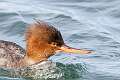 194: Duck - Red-breasted Merganser M1 female