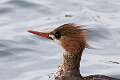 135: Duck - Red-breasted Merganser M1