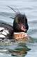 136: Duck - Red-breasted Merganser M2 male