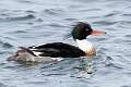 137: Duck - Red-breasted Merganser M3