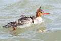 138: Duck - Red-breasted Merganser M4