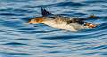 139: Duck - Red-breasted Merganser-1