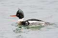 140: Duck - Red-breasted Merganser-6