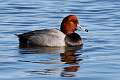 142: Duck - Redhead M1 male