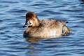 143: Duck - Redhead M2 female