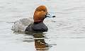 144: Duck - Redhead-1