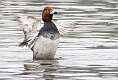 146: Duck - Redhead-4