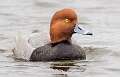 147: Duck - Redhead-5