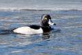 148: Duck - Ring-necked M1 male