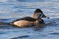 149: Duck - Ring-necked M2 female