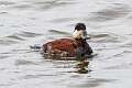 150: Duck - Ruddy - M1