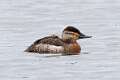 151: Duck - Ruddy M2 female
