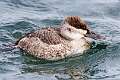152: Duck - Ruddy M3 male