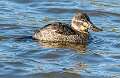 154: Duck - Ruddy-1