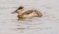 155: Duck - Ruddy-2