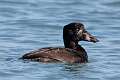156: Duck - Surf Scoter M1 juvenile female