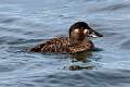 157: Duck - Surf Scoter M2  female