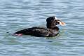 158: Duck - Surf Scoter M3 male