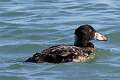 159: Duck - Surf Scoter M4 male jevenile