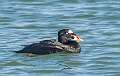 160: Duck - Surf Scoter-1